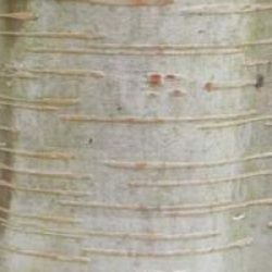 Betula ermanii - Bouleau d'Erman