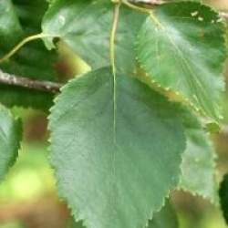 Betula utilis