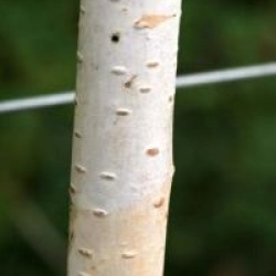 Bouleau de l'Himalaya �rig�