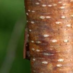 Betula pendula 'Bibor'