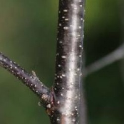 Betula pendula 'Bibor'