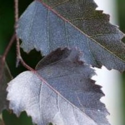 Betula pendula 'Bibor'