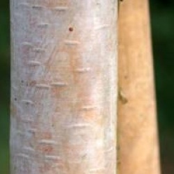 Betula pendula 'Bibor'