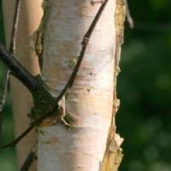 Bouleau verruqueux Bibor