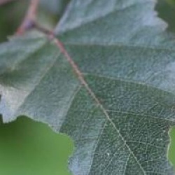 Betula 'Royal Frost'
