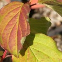 Cornus sanguinea 'Midwinter Fire'