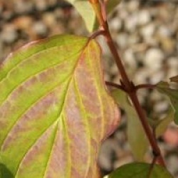 Cornus sanguinea 'Midwinter Fire'