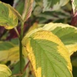 Cornus stolonifera 'Hedgerows Gold'