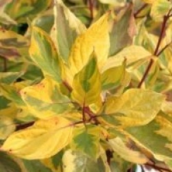 Cornus stolonifera 'Hedgerows Gold'