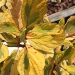 Cornus stolonifera 'Hedgerows Gold'