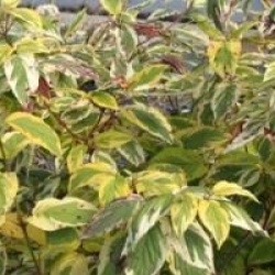 Cornus stolonifera 'Hedgerows Gold'