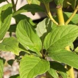Cornus stolonifera 'Flaviramea'