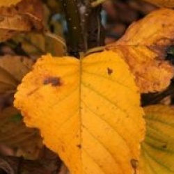 Betula medwedewii - Bouleau du Caucase