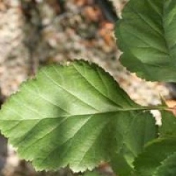 Crataegus arnoldiana  - Aub�pine arnoldiana