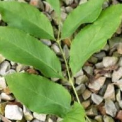 Fraxinus chinensis - Fr�ne de Chine