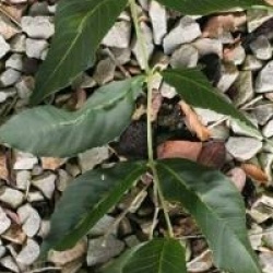 Fraxinus excelsior 'Westhof's Glorie'