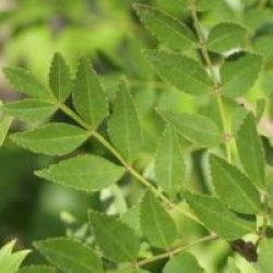 Fraxinus xanthoxyloides 