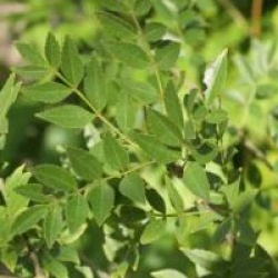 Fraxinus xanthoxyloides 