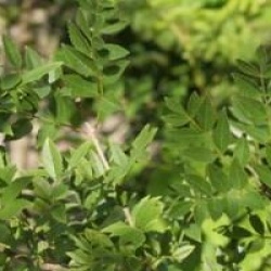 Fraxinus xanthoxyloides 