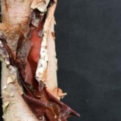 Betula nigra 'Black Star'