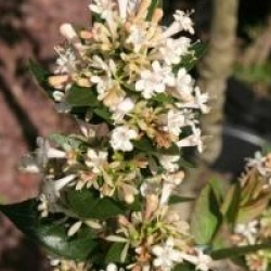 Abelia chinensis