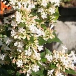 Abelia chinensis
