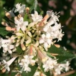 Abelia chinensis