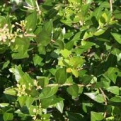 Abelia chinensis