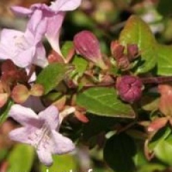 Abelia Petite Garden � 'Minedward' cov