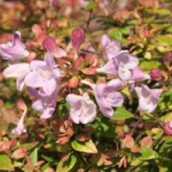 Abelia Petite Garden � 'Minedward' cov - Ab�lia Petite Garden