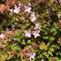 Abelia Petite Garden � 'Minedward' cov