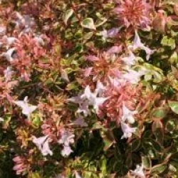 Abelia grandiflora 'Sunshine Daydream' � - Ab�lia Sunshine Daydream