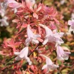 Abelia grandiflora 'Sunshine Daydream' �