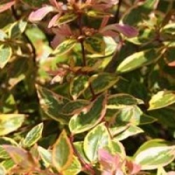 Abelia grandiflora 'Sunshine Daydream' �