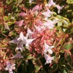 Abelia grandiflora 'Sunshine Daydream' �