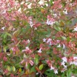 Abelia x grandiflora