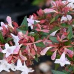 Ab�lia grandiflora