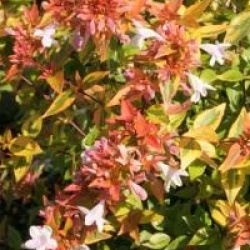 Abelia x grandiflora 'Kaleidoscope' cov 