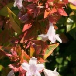 Abelia x grandiflora 'Kaleidoscope' cov 