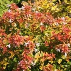 Abelia x grandiflora 'Kaleidoscope' cov 