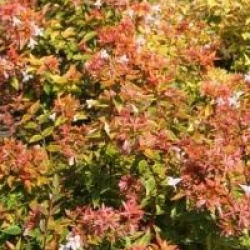 Abelia x grandiflora 'Kaleidoscope' cov 