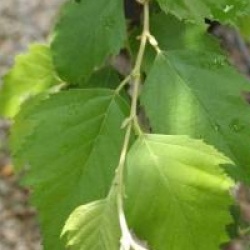 Betula nigra 'Heritage'