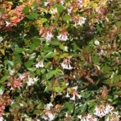 Abelia x grandiflora 'Semperflorens'