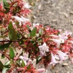 Abelia x grandiflora 'Semperflorens'