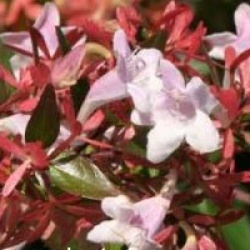 Abelia x grandiflora 'Semperflorens'