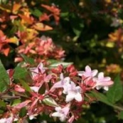 Abelia x grandiflora 'Semperflorens'