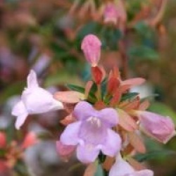Abelia auderose � 'Minaud' cov 