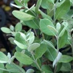 Acca sellowiana 'Coolidge'  - Feijoa Coolidge