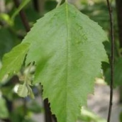 Betula nigra 'Heritage'
