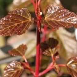 Acer davidii 'Georges Forrest'